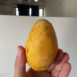 Keine Kartoffel, sondern eine sehr leckere Mango!