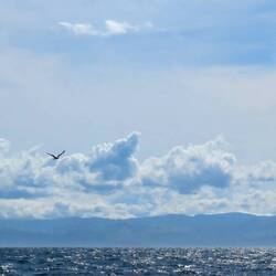 Return of Jason (Seagull)