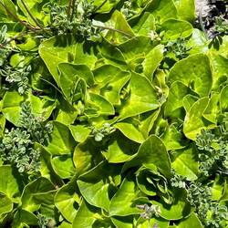 Das saftige Grün der Almwiesen