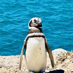 Der ERSTE Pinguin 😀