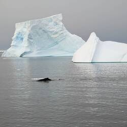 Humpback Whale in Front of Giant Icebergs