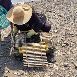 In diesen Reusen werden sie frisch gehalten