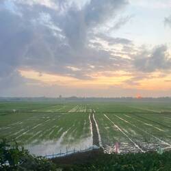 Morgens: Wir passieren Reisfelder