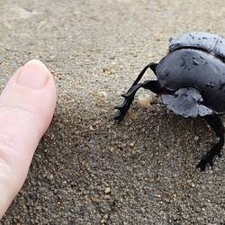 Diese großen Käfer gab es hier en masse 🙉.