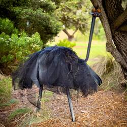 Emu in the wild 🤪 — Portland, VIC.
