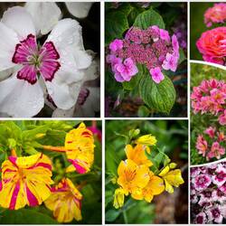 Botanical Gardens — Portland, VIC.