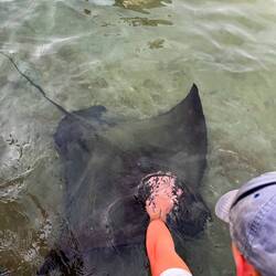 und man kann sie streicheln