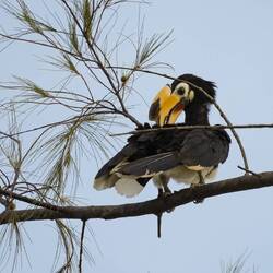 Der Tukan, auch Clown der Tropenwälder genannt...