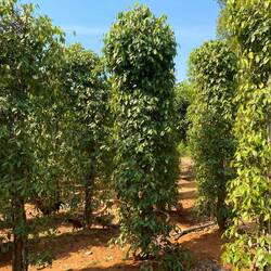 ... zur Pfefferfarm und