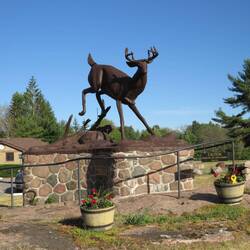 Buckhorn Buck