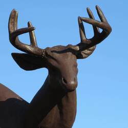 Buckhorn Buck