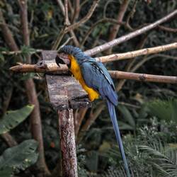 "Mar" wurde aus illegalem Handel gerettet. Seine Flügel sind gestutzt.