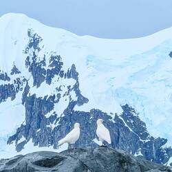 Snow Petrels