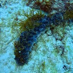 Sea Cucumber