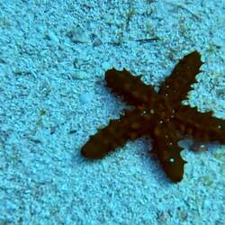 Starfish