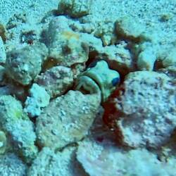 Close up of Jawfish (tiny fish in hole)