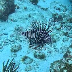 Lionfish (deadly poisonous) if you stand on them