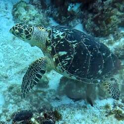 Hawksbill Turtle