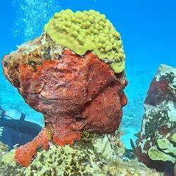 Coral is growing on the sculptures