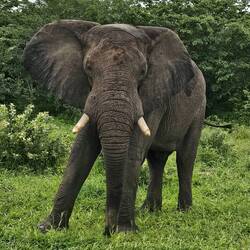 Elefant direkt am Straßenrand