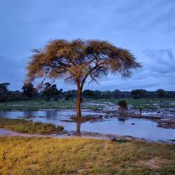 Wunderschöne Abendstimmung am Wasserloch 🦓🦒