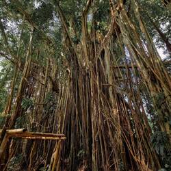 Imposanter Kautschukbaum, der spirituell sehr bedeutend ist.