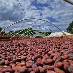 Kakao ist eines der landw. Produkte, die die Gemeinschaft anbaut und verkauft.