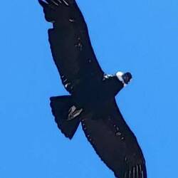 Papa hat den Kondor gezoomt