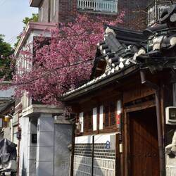 Ein bisschen Kirschblüte hier und da ist noch vorhanden