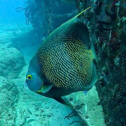 French Angelfish