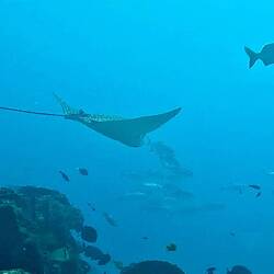 We saw at least 9 Spotted Eagle Rays on the dive