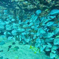 More fish inside the wreck