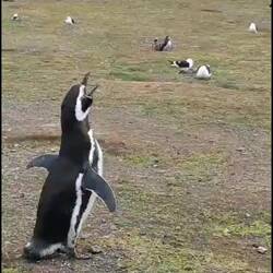 Die Trilogie: "The Life of Penguins"