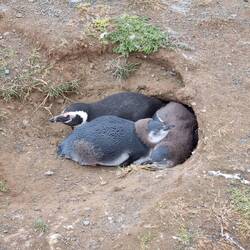 Pinguin-Babies mit Flaum-Resten (Alter: ca. ein Monat)