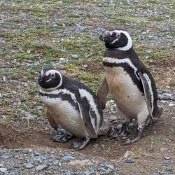 Oft im Doppelpack unterwegs