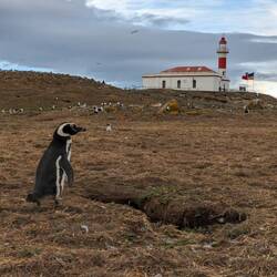 Ein Pinguin vor seiner Nesthöhle