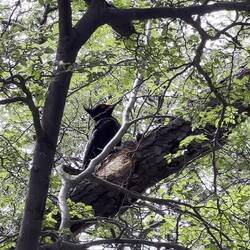 Beim Rückmarsch entdeckten wir ein Magellan-Spechte Pärchen
