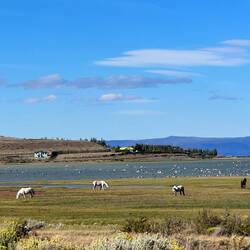 Pferde, Vögel, Enten und Flamongos