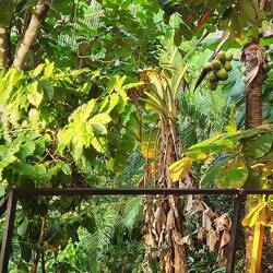 Coffee plant to the left