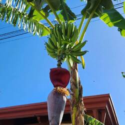 Local bananas