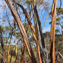 Beautiful bark colours on these trees