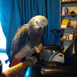 peanuts just don't taste as good at home