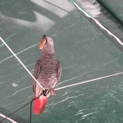 peanut on the high wire