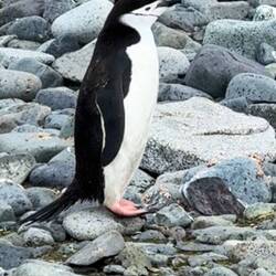 einsamer Chinstrap Penguin