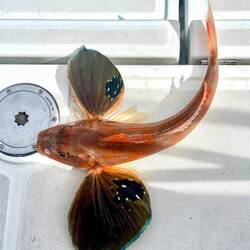 The Gurnard putting on a display with it's giant pectoral fins