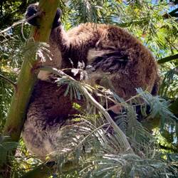 Koala ... at the Koala Conservation Reserve — Philip Island, VIC.