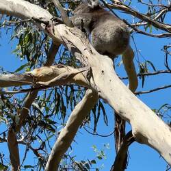 Koala ... at the Koala Conservation Reserve — Philip Island, VIC.
