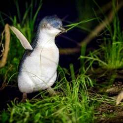Little Blue Penguins ... photo not mine, but this is what we saw — Penguin Parade.