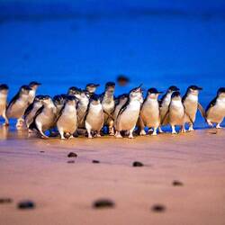 Little Blue Penguins ... photo not mine, but this is what we saw — Penguin Parade.