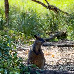 Wallaby ... at the Koala Conservation Reserve — Philip Island, VIC.